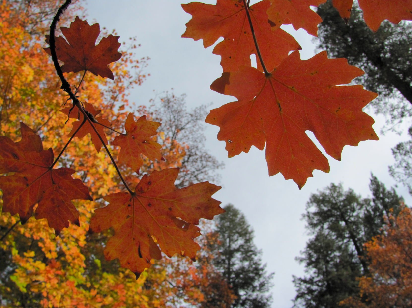 Fall colors